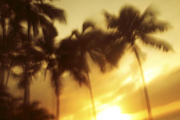 blurred-palms-at-sunset-vince-cavataio
